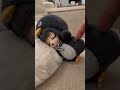 GuguGaga Penguin - Cutest Moments That Will Make You Smile