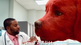 でか子犬、飼うコツを獣医師が伝授！映画『でっかくなっちゃった赤い子犬 僕はクリフォード』特別映像