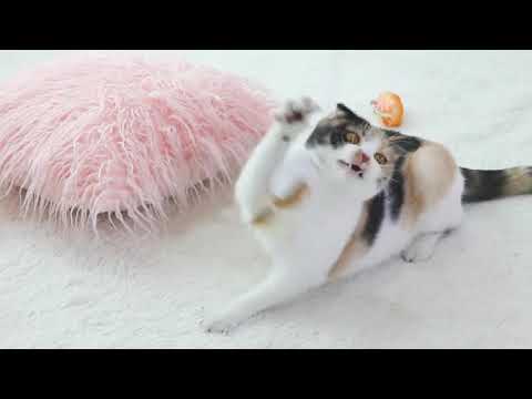 Want to have fun with your lovely cat? Try this cat wand with an artificial mouse!