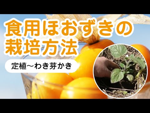 食用ほおずきの栽培方法 その3 定植 わき芽かき編 Youtube