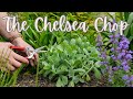 Chelsea chop what is it why do it which perennials are good candidates for the chelsea chop