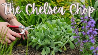 Chelsea Chop: What Is It? Why Do It? Which Perennials Are Good Candidates for the Chelsea Chop