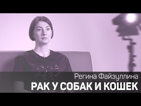 Рак у собак и кошек