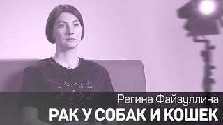 Рак у собак и кошек