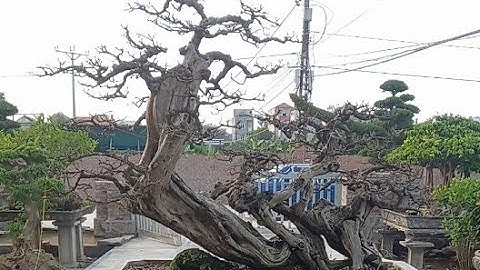 Cây Sơn Trà Đẹp