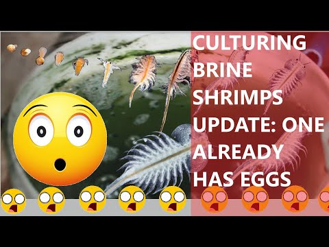 HOW TO CULTURE BRINE SHRIMPS WITH UPDATE
