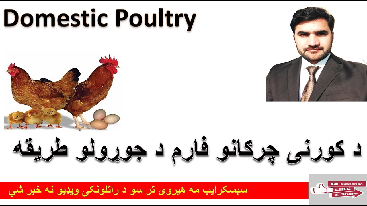 Domestic Poultry | Desi Murgi Farming | Part 1| د کورني چرګانو فارم| چرګان|