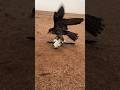 Hungry 🦅Peregrine Falcon Eating the Hubara Bird 🦃 #youtube #birds #harehunting #wildlife #nature