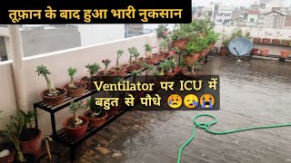 तूफ़ान से तबाही के बाद बहुत से पौधे Ventilator पर ICU में , Permanent Flower Plants with Names