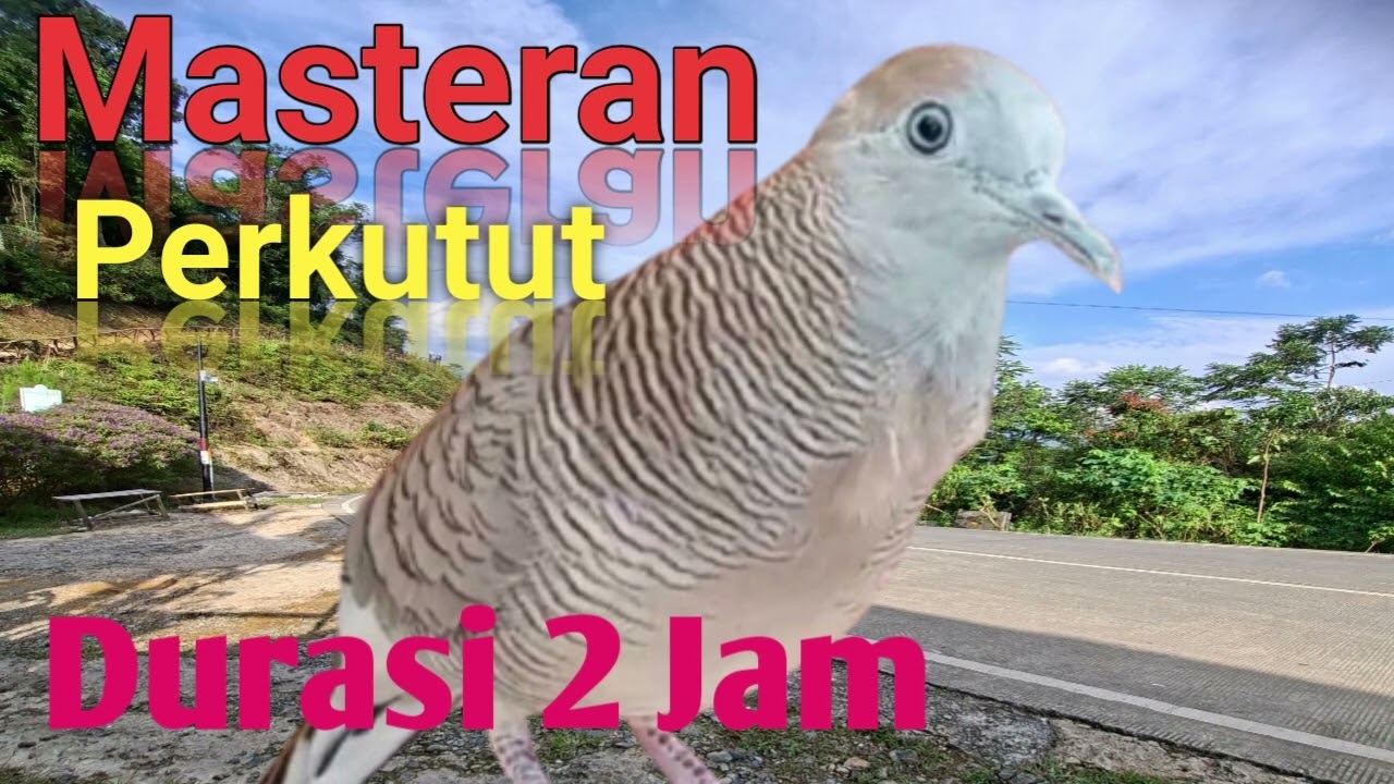MASTERAN PERKUTUT DURASI 2 JAM