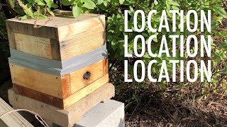 Stingless Bee Hive Placement by Practical Primate 5,039 views 1 year ago 4 minutes, 50 seconds
