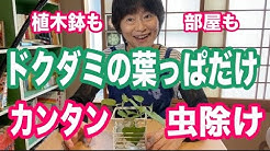 薬剤師サト愛の薬草らぶ Youtube