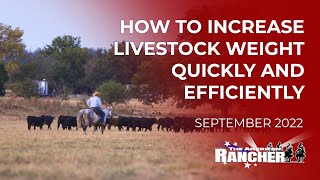 How to Increase Livestock Weight Quickly and Efficiently | The American Rancher