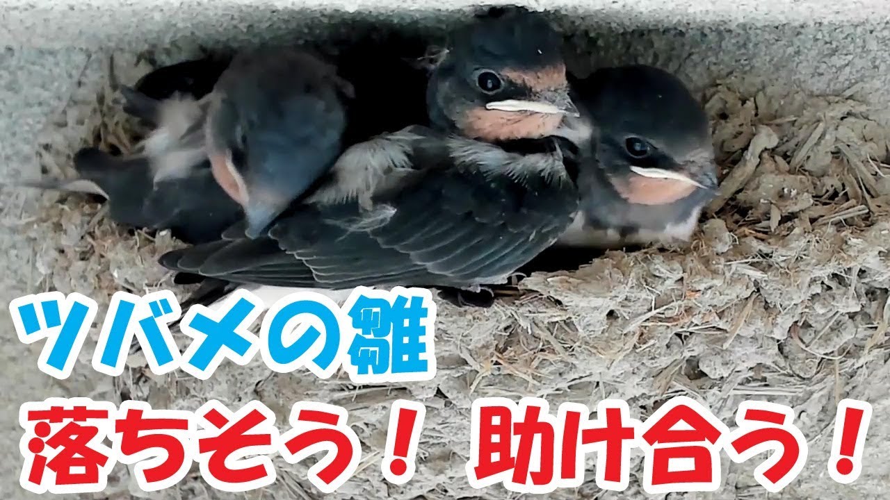 巣から落ちそうになるツバメの雛と助ける雛 YouTube 巣から落ちそうになるツバメの雛と助ける雛 YouTube