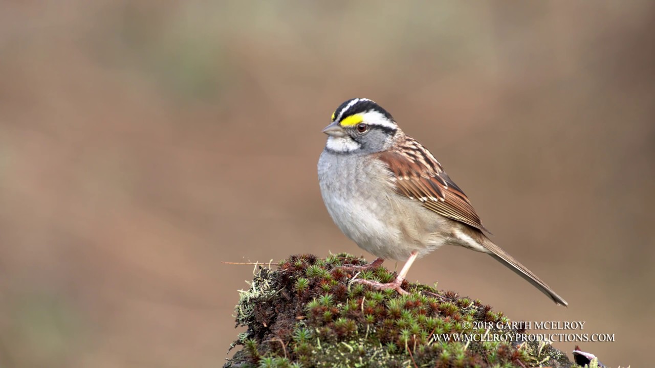 White throated. White Sparrows. Lasser Whitethroat птица хищная. E White-crowned Sparrow.