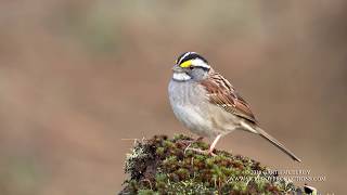 White-throated Sparrow Sings - 4k