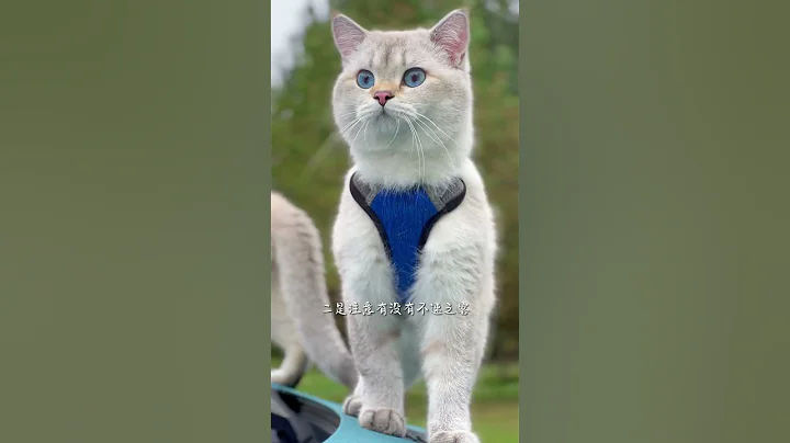 出来玩的小猫咪，没有绝对的安全，但家长可以有不断积累的经验和万分的用心陪伴哦#猫咪 #国庆超会玩指南 | 房车 | 环游中国 | 猫 | 房车旅行 - 天天要闻