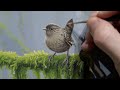 Painting a Pacific Wren - Timelapse
