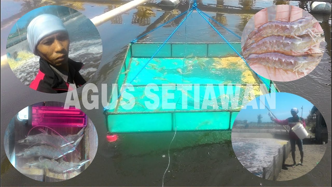 Panduan Lengkap Cara Budidaya Udang Vaname Di Tambak Tradisional 2019