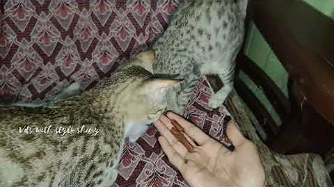 Video 6635461: cats dogs animals compilation, animals cutest cats compilation, cat dog funny compilation, cats compilation cute dogs, laugh funny cats compilation, cat funny dog awesome, hilarious animal compilation, funniest cats dogs