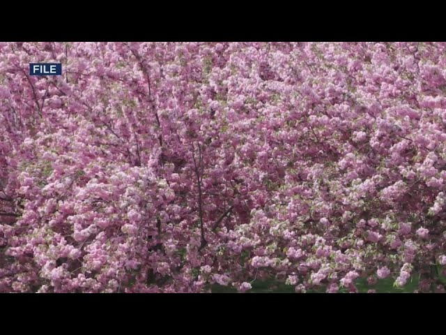 Cherry Blossom Season Is Officially Here In Nyc