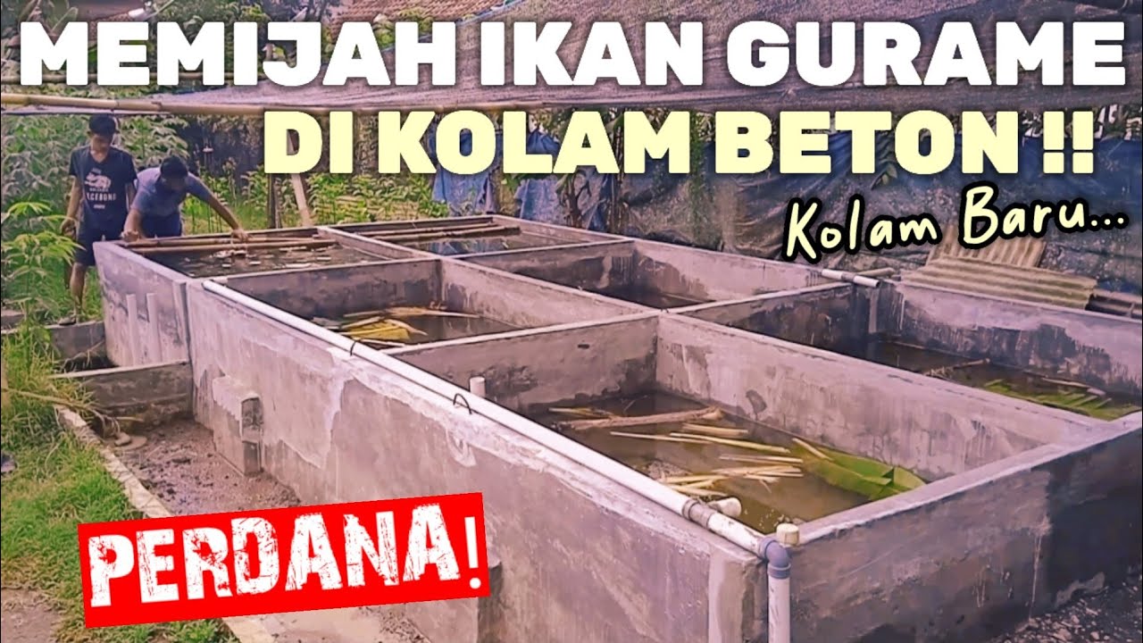 Alhamdulillah..! Akhirnya Memijah Ikan Gurame di Kolam Baru Part# 5