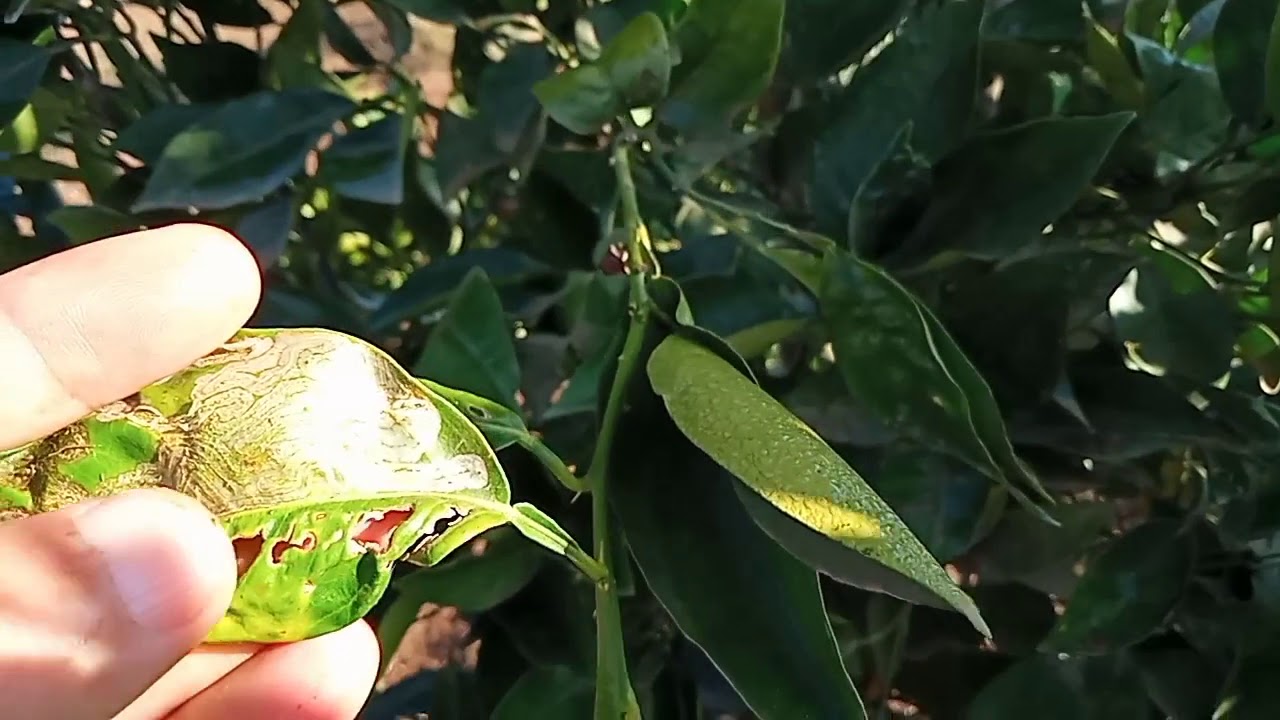 انتبه من هذه الخطورة حافرة الأنفاق على الحوامض قبل فــوات الأوان Leaf Miner Attack Youtube