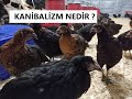 KANİBALİZM NEDİR ? KANİBALİZM HASTALIĞI VE TEDAVİSİ NELERDİR ?