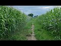 Visiting cornfield amazing satisfying shorts viral nature