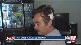 Pit bull attacks owner during family argument