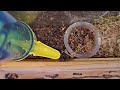 Tetraponera rufonigra - Nur noch Wassergel 🙄