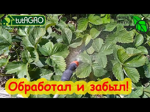ОБРАБОТКА ЗЕМЛЯНИКИ САДОВОЙ КЛУБНИКИ ПОСЛЕ СБОРА УРОЖАЯ. Санация клубничника от болезней и клеща.