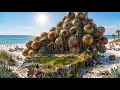 Forgotten 101-Year-Old Grape Bunch House Rebuilt Into a Luxury Ocean Paradise 🍇🌊