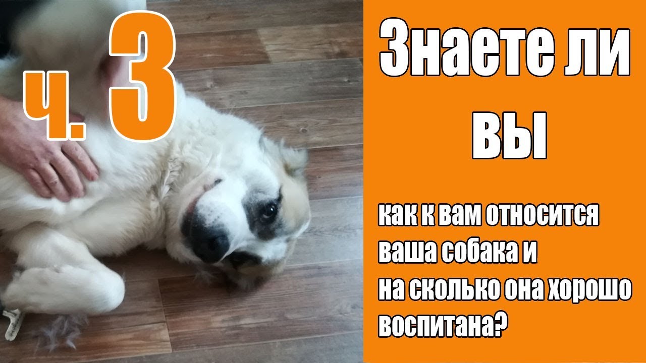 Взаимоотношения с собакой ч 3