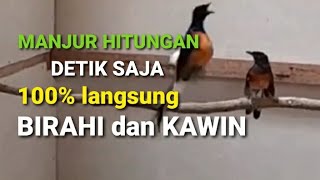 Murai Kawin Suara Jernih - Hitungan Detik manjur - Pasti Birahi Pasti Kawin MURAIMU