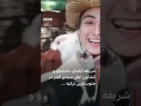 سلفی گرفتن با گاو در مزرعه