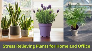 10 Best Stress Relieving Plants for Home and Office || #indoorplants