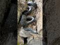 The Most POLITE Snake Removal You’ll Ever See (Scout Law in Action!)