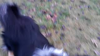 Meskis Hugo 5, Australian Shepherd Tricks