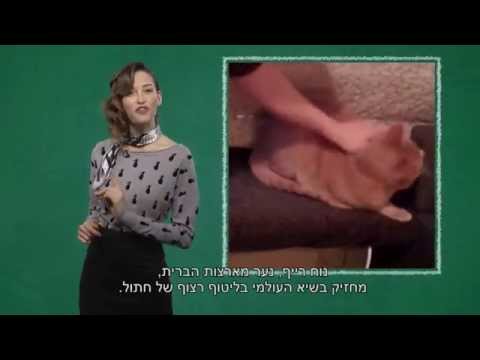 למות - למה חתולים מגרגרים?