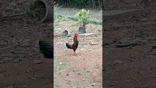 pikat muda gacor