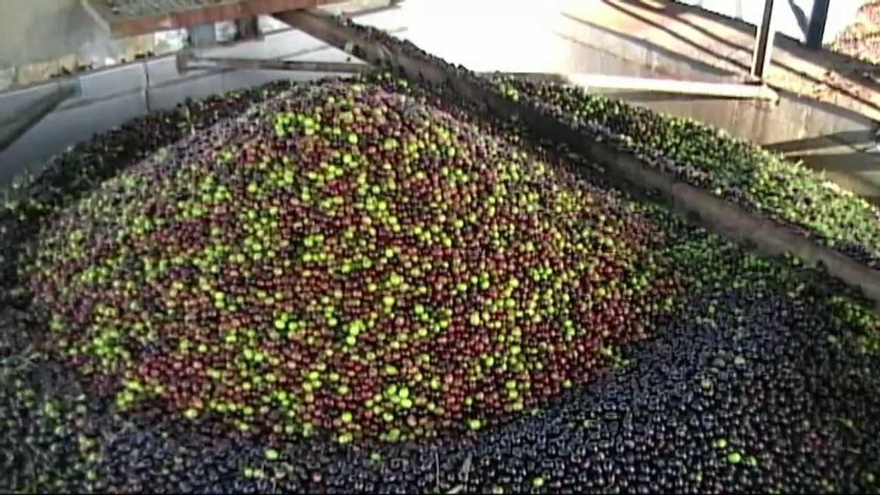 Almazara San Isidro, proceso del Aceite puro de Oliva virgen extra.