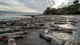 THOUSANDS OF HUMBOLDT SQUID FOUND DEAD ON 12 MILE STRETCH OF CALIFORNIA COAST (DEC 12, 2012)