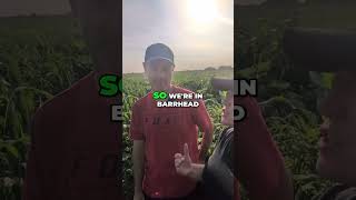 Corn Grazing Trials: Economics & Feed Quality Insights #shorts