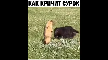 Как кричит сурок|Видео для приколов.