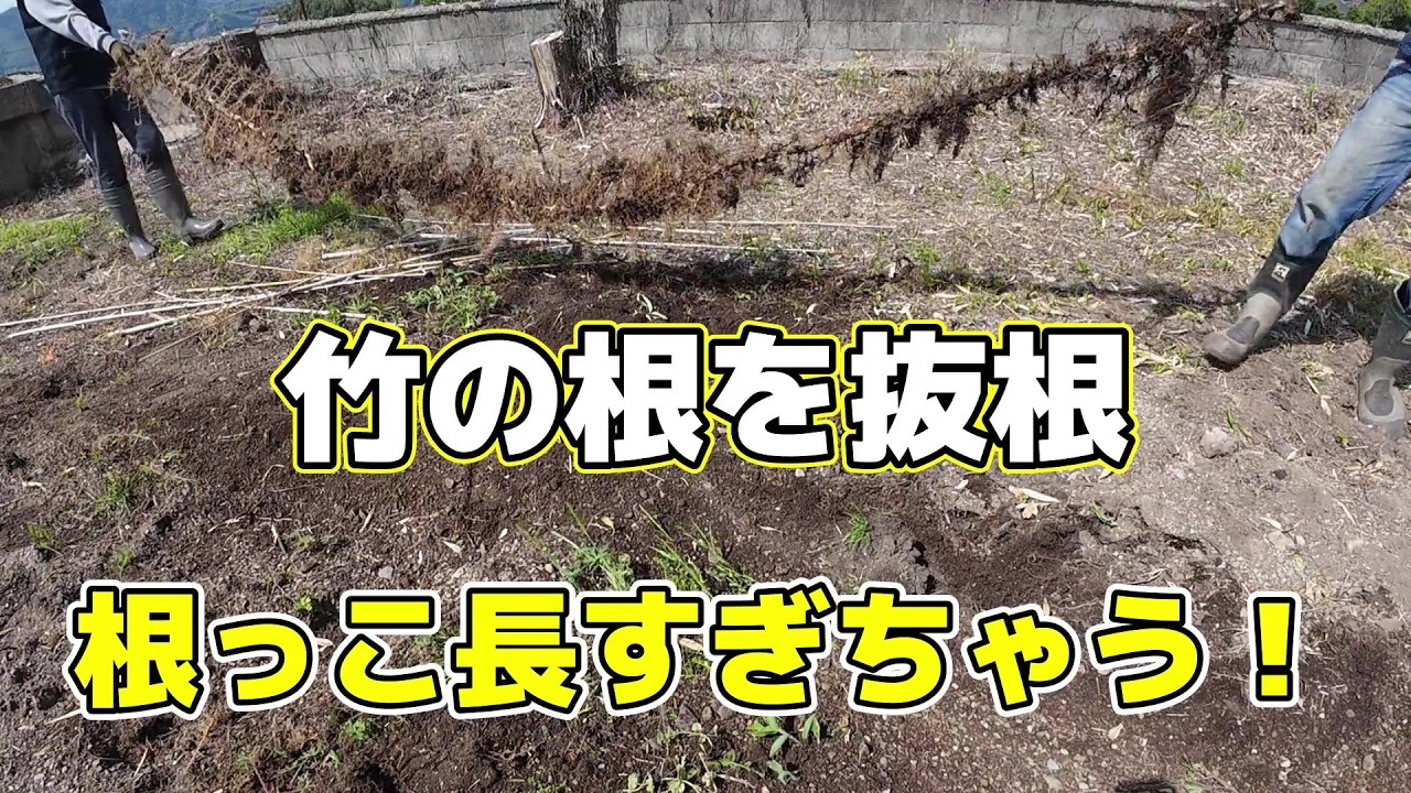 古民家DIY】隣の竹藪から我が庭に竹の子が！！竹を根っこごと抜根