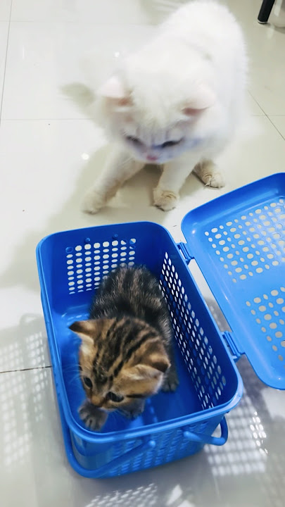 🙀🙀Welcome to our cutest mixed breed kitten [A month old baby “Latte”] 😸