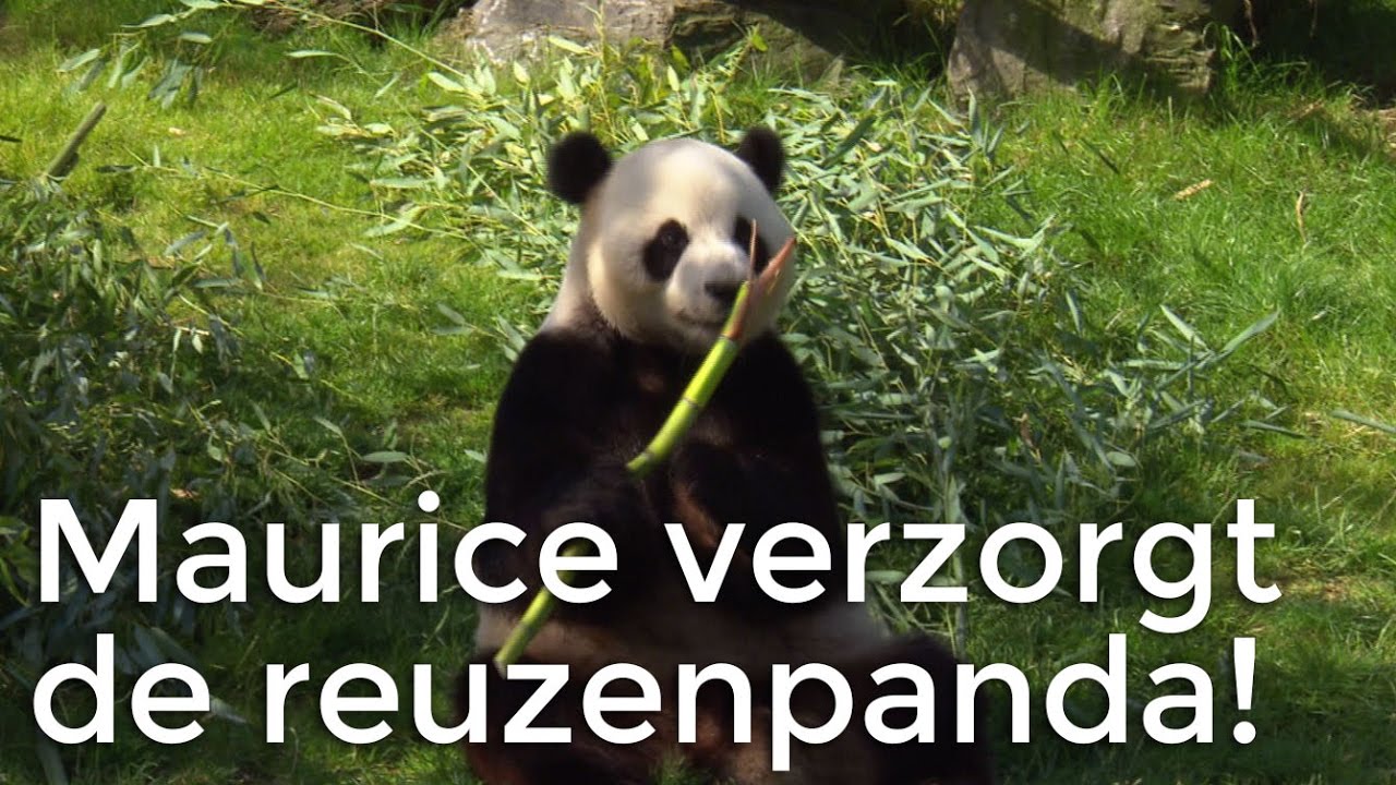 Maurice is op bezoek bij reuzenpanda's | Het Klokhuis