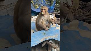 Bhog lagao balaji #shorts #new #trending #viral #song