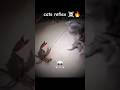 #cats reflex ☠️🔥#funny#zxtrollfaceff